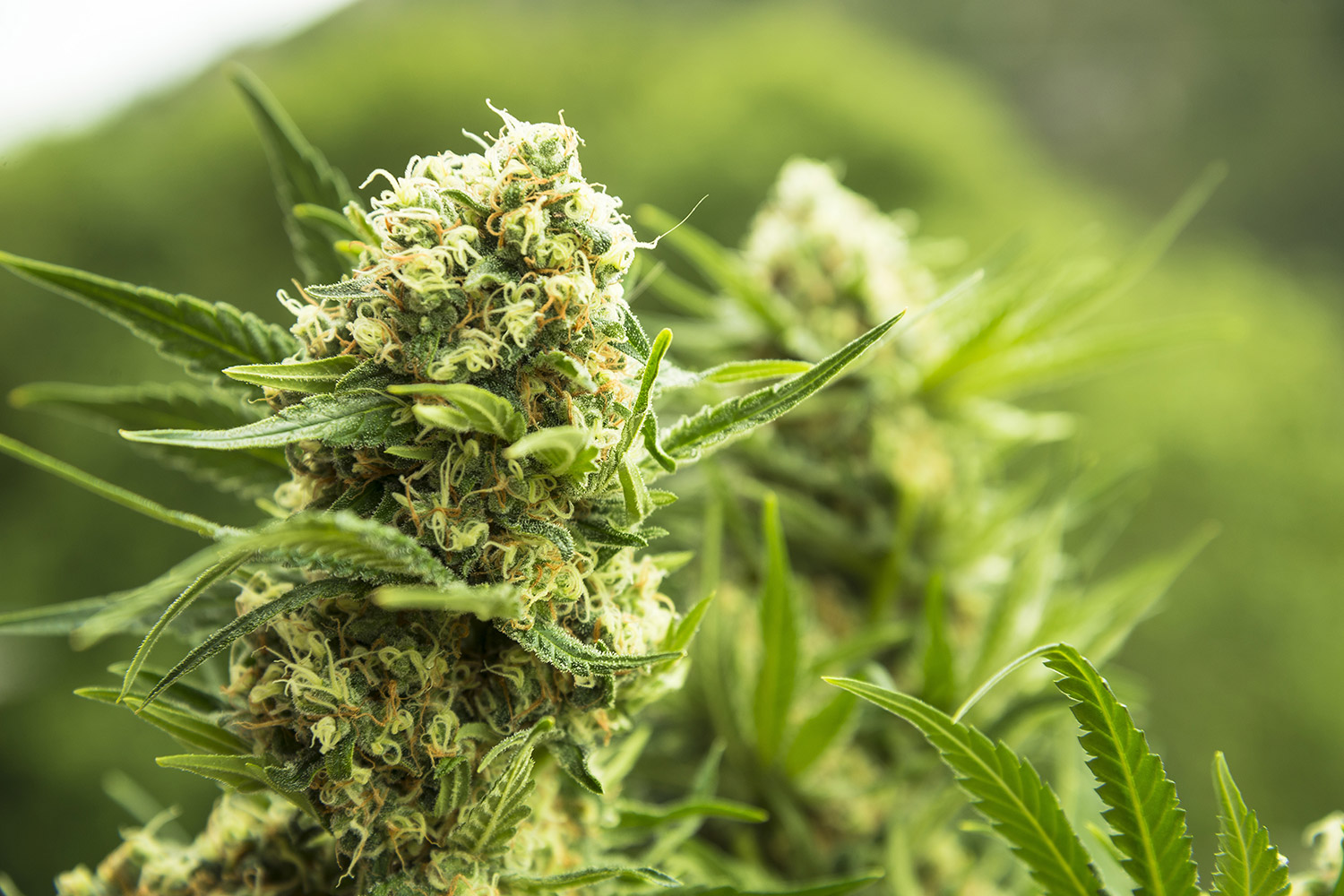 Kannabisgróðurhúsið verður í Óðinsvéum