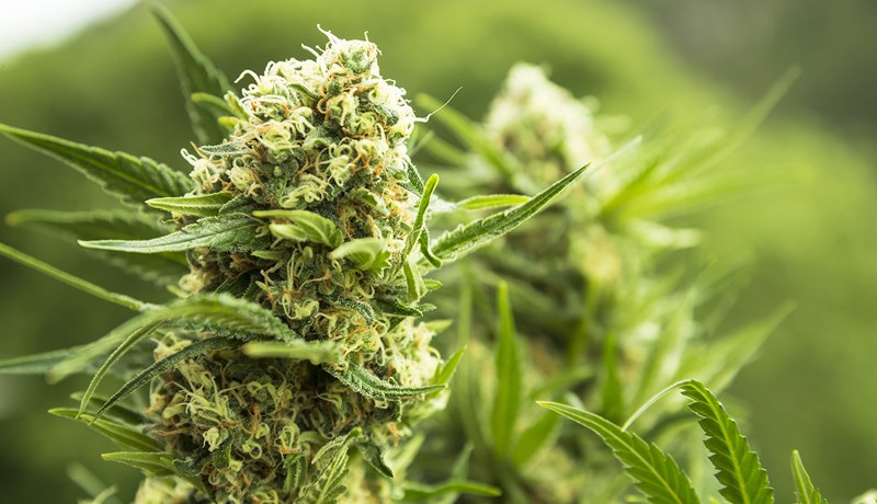 Kannabisgróðurhúsið verður í Óðinsvéum