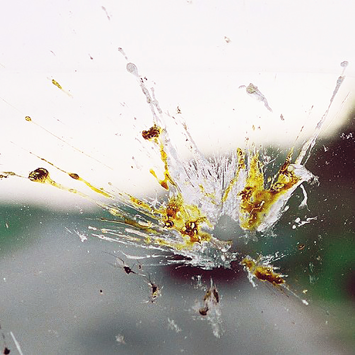 Geigvænleg fækkun skordýra