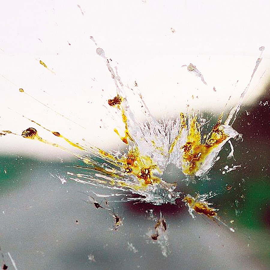 Nýleg rannsókn á fjölda skordýra í Þýskalandi sýnir að fjöldi þeirra hefur dregist saman um allt að ¾.