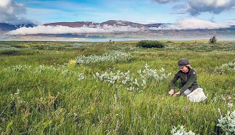 Ræktun á morgunfrú í bígerð