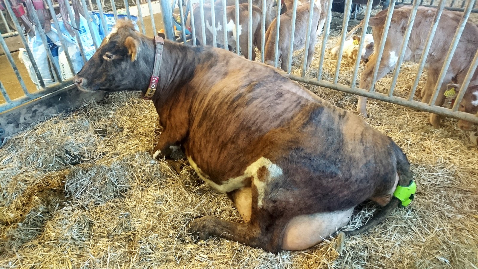 Nýtt á Íslandi – Burðarboði á halann á kúnum