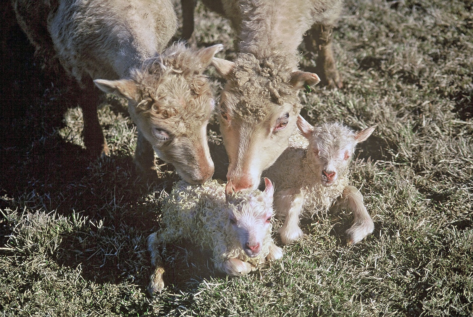 Meðhöndlun vegna slefsýki