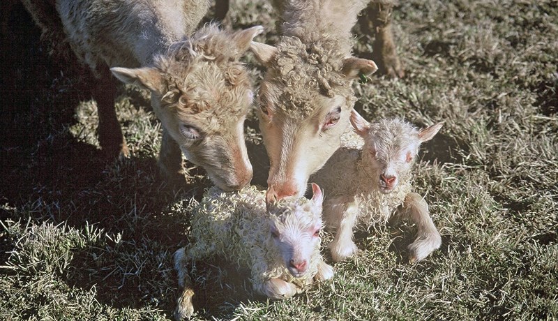 Meðhöndlun vegna slefsýki