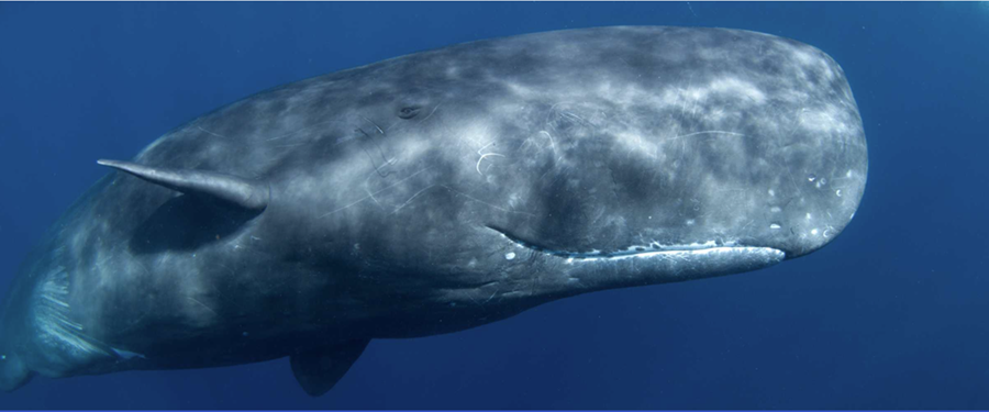 Vísbendingar eru um að búrhvalir noti sérhæft tungumál og fjölbreyttar
mállýskur til að eiga í samskiptum og veita hver öðrum upplýsingar.