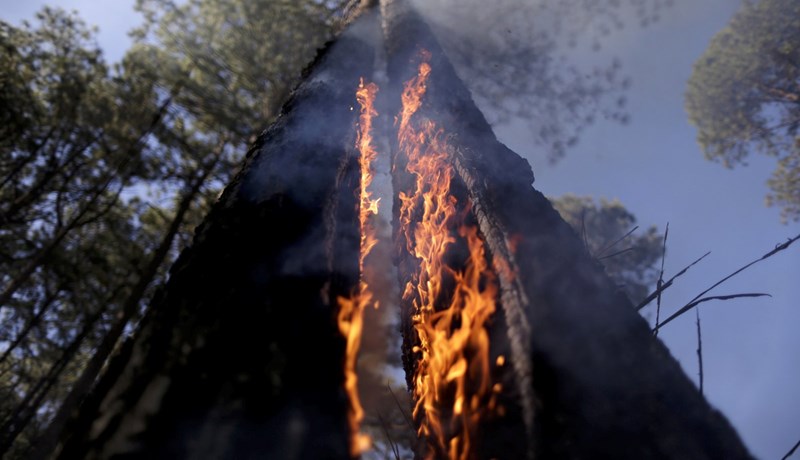 Skógareldar í Brasilíu