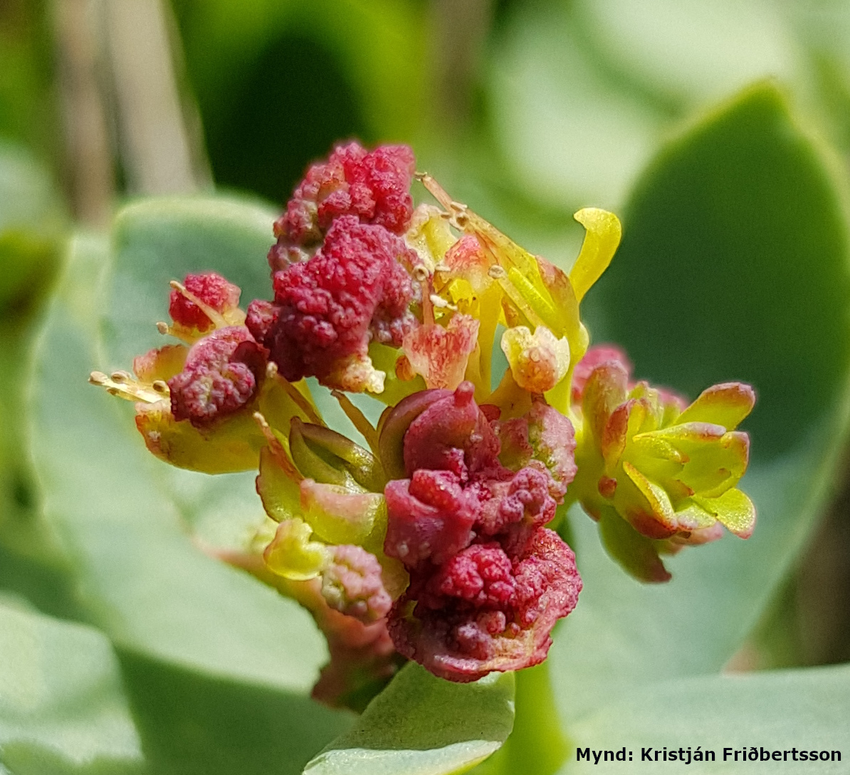 Brókarvatn og borusveppir