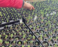 Ræktun á burnirót til fæðubótarframleiðslu