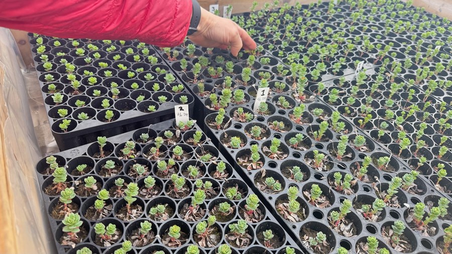 Ræktun er hafin á burnirót í Hnífsdal til framleiðslu á fæðubótarefnum.