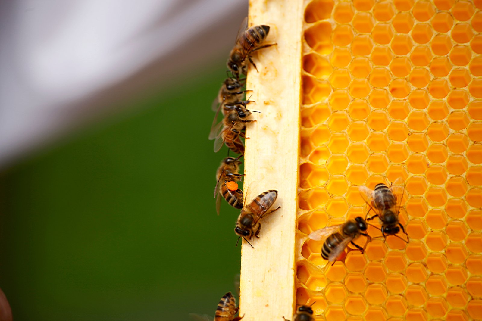 Býflugurnar hverfa af mikilvægasta ræktarlandi Bandaríkjanna