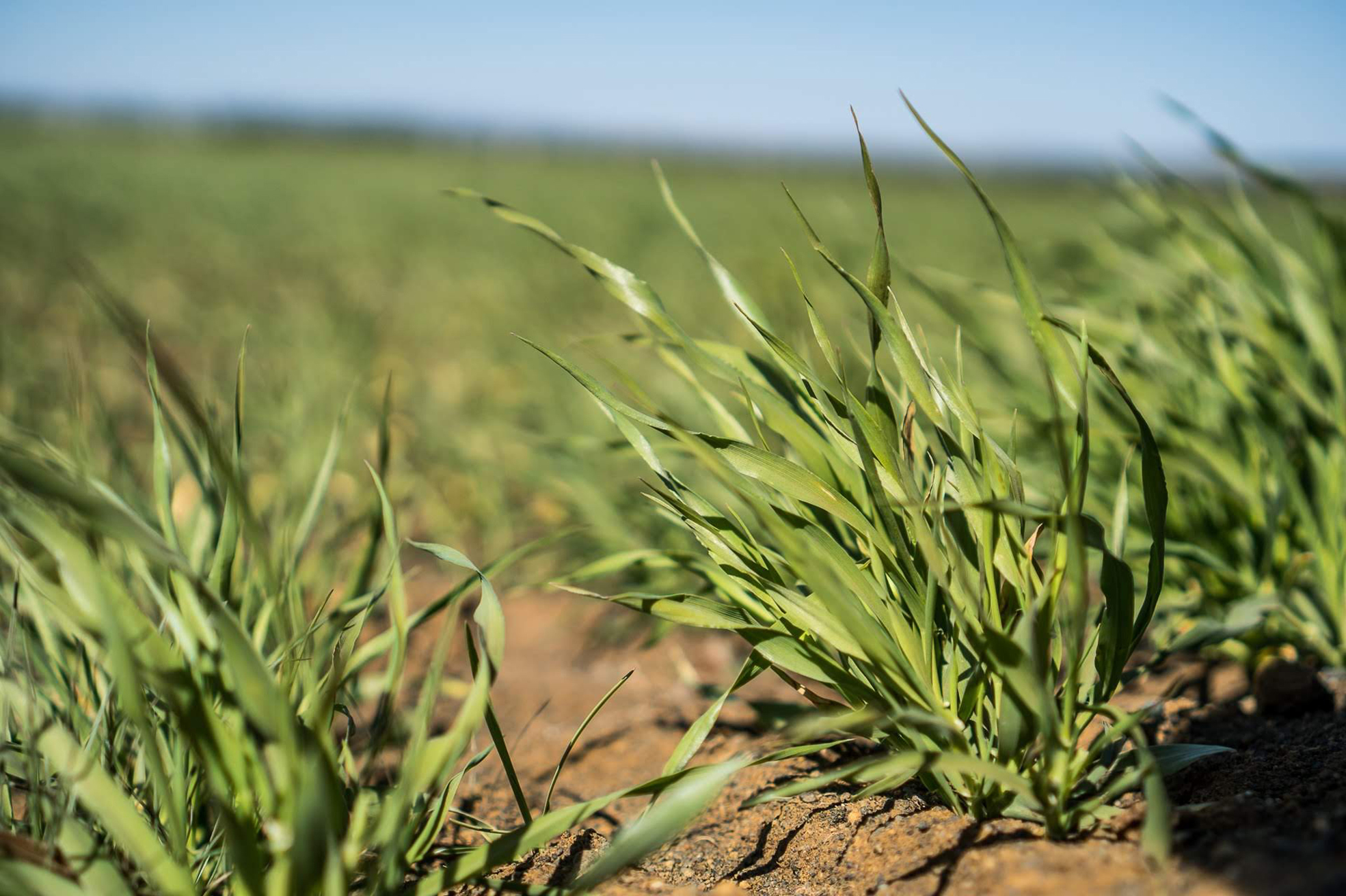 Stefnt að tíu þúsund tonna bygguppskeru