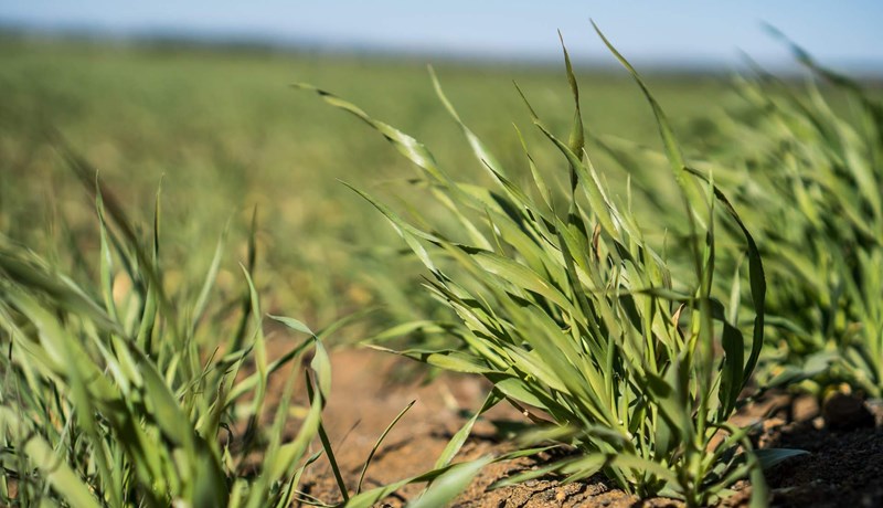 Stefnt að tíu þúsund tonna bygguppskeru
