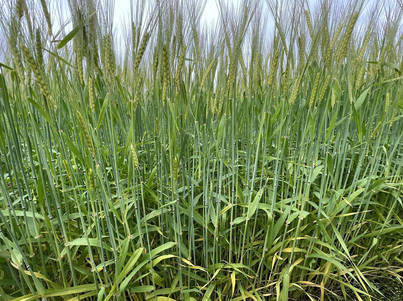 Heilsufarslegur ávinningur heilkorns