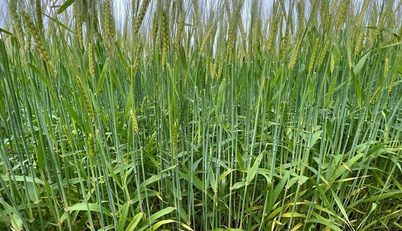 Heilsufarslegur ávinningur heilkorns