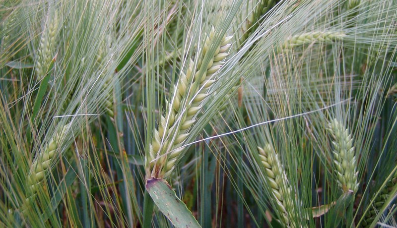 Bygg – bjór, brauð og viskí