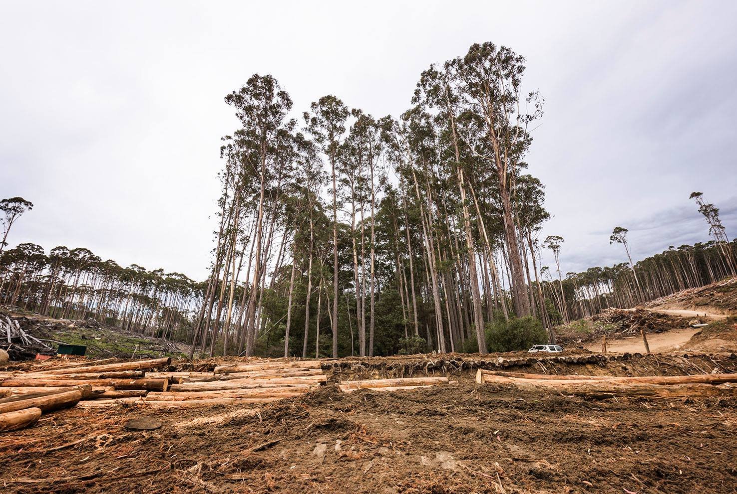 Skógarhögg veldur vatnsskorti