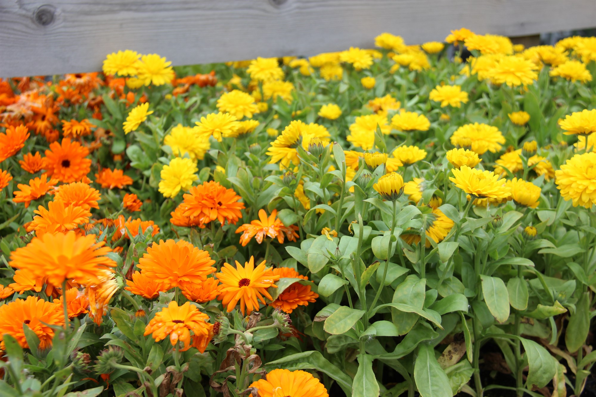 Haustblómin  huggulegu