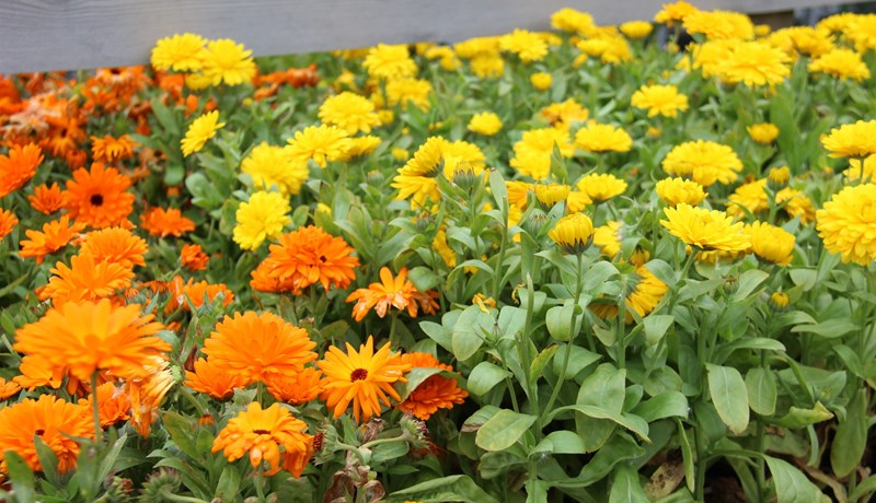 Haustblómin huggulegu