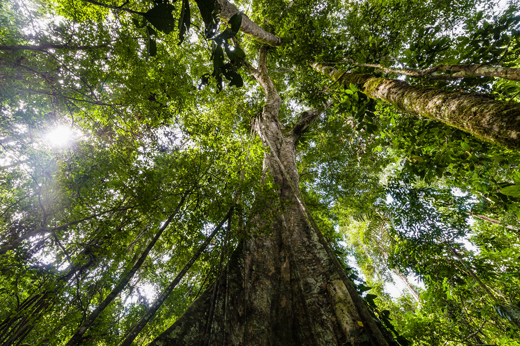 Lifandi fræbanki Amasón