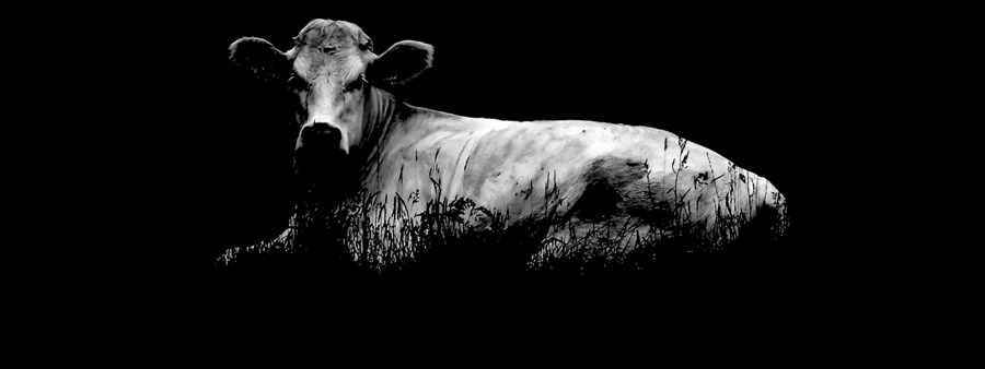 Munur er á nætur- og dagmjólk