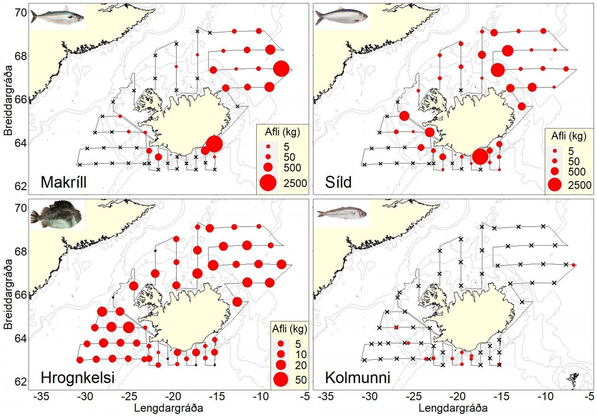 Útbreiðsla og þéttleiki uppsjávarfiska mæld