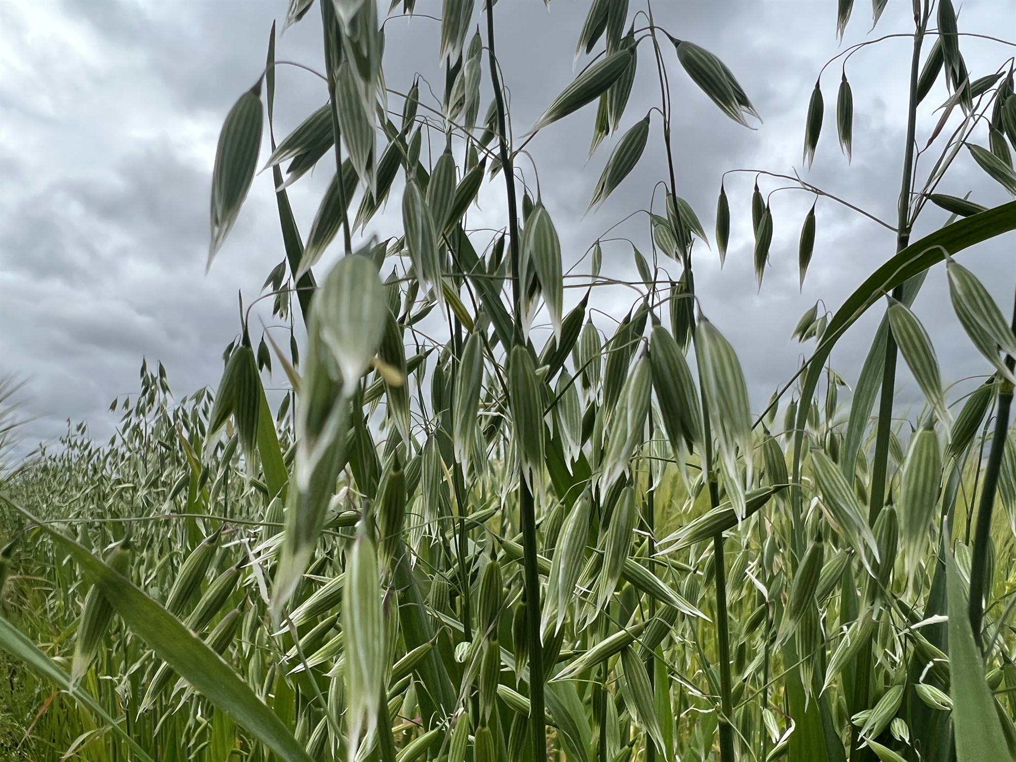 Mikilvægi plöntukynbóta