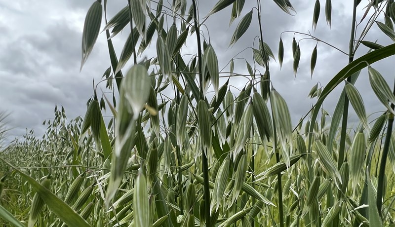 Mikilvægi plöntukynbóta