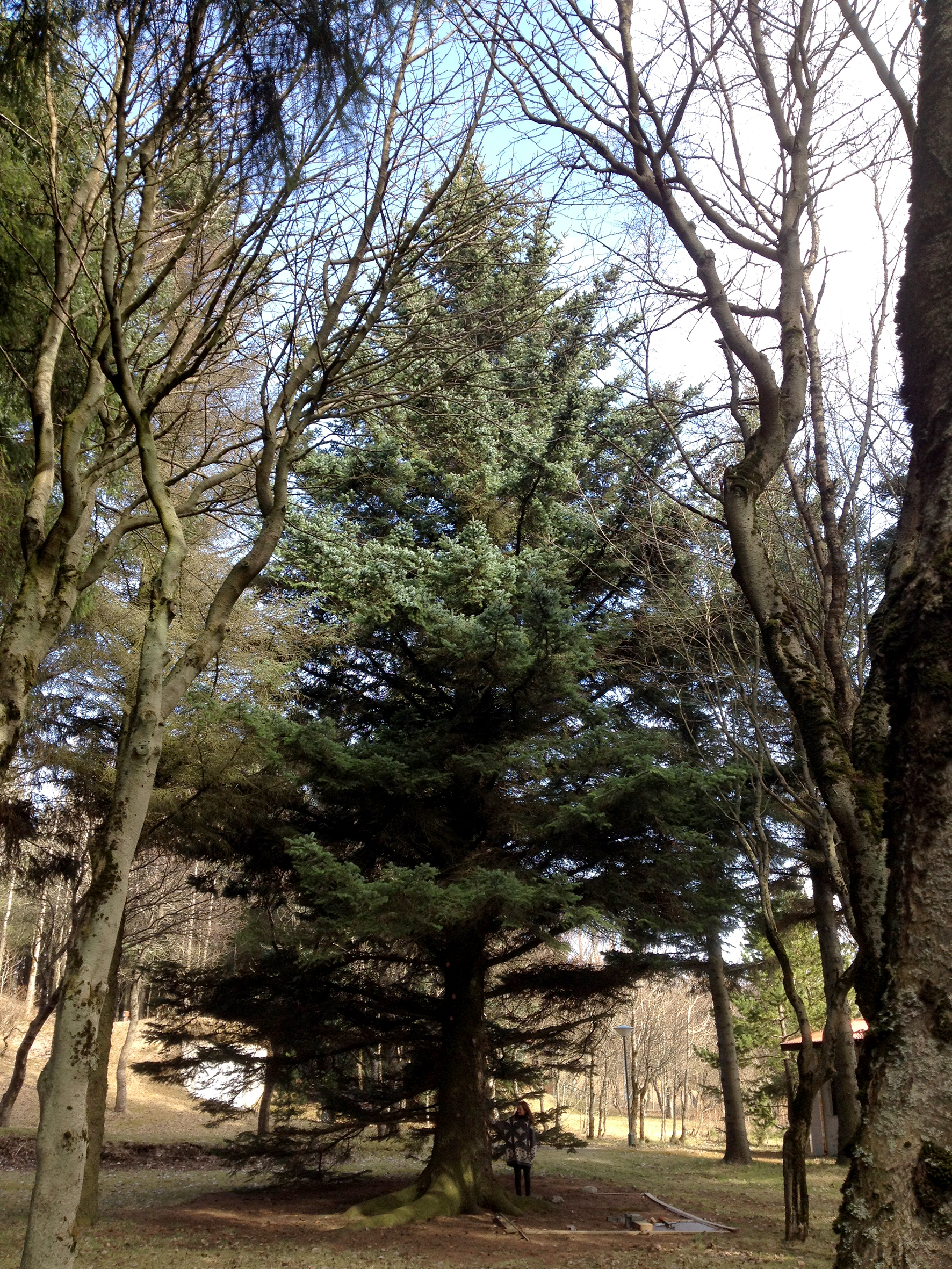 Skógarkolefni er nýjung í kolefnisjöfnun hérlendis