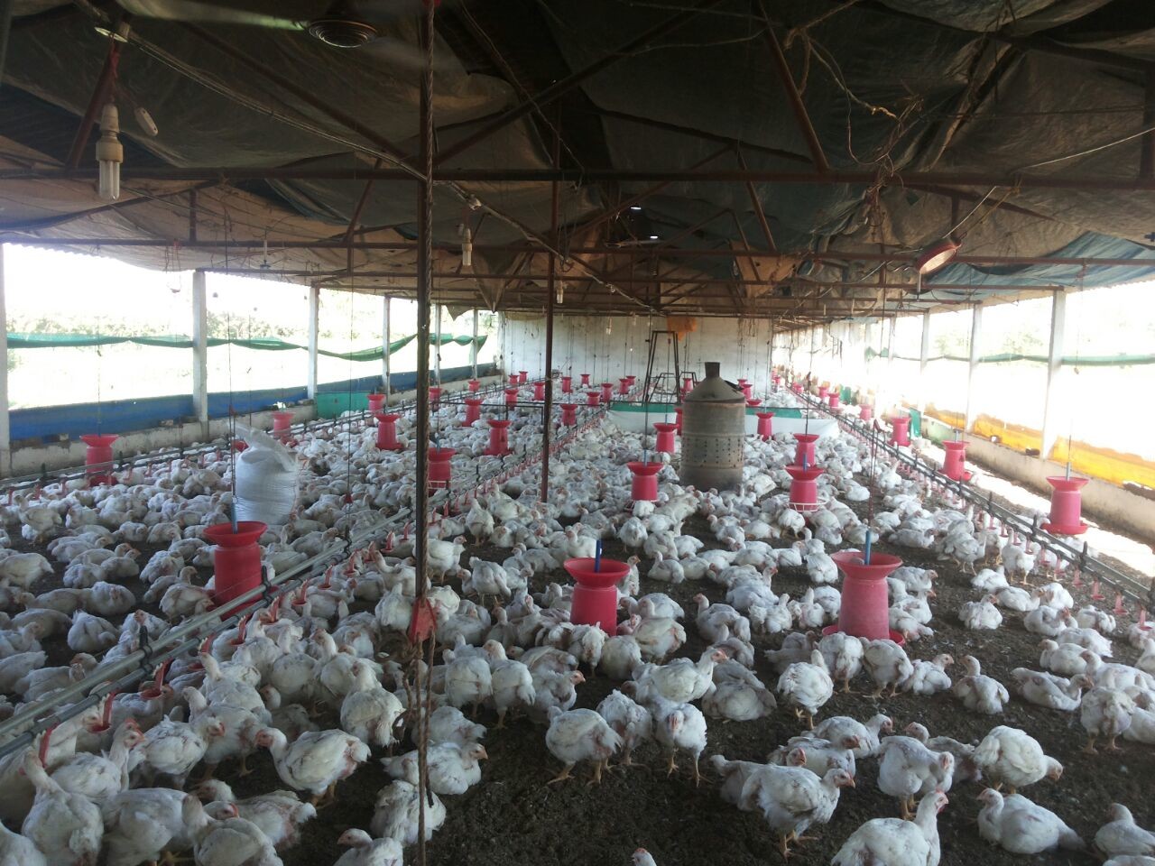 Kjúklingum á Indlandi gefið heimsins sterkasta sýklalyf