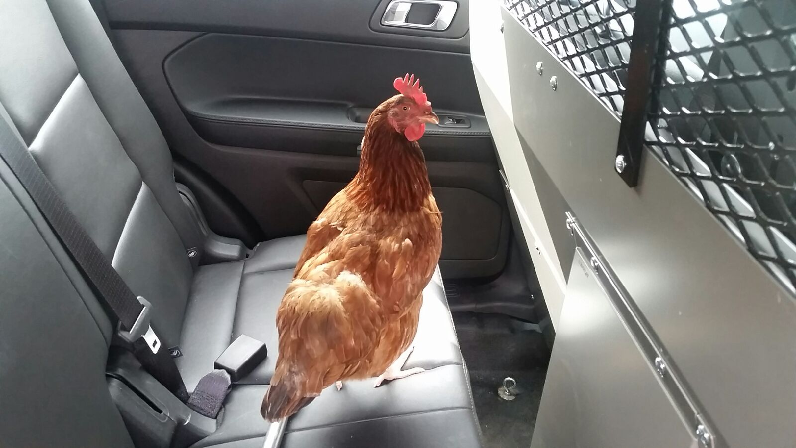 Buxnalaus með stolnar hænur