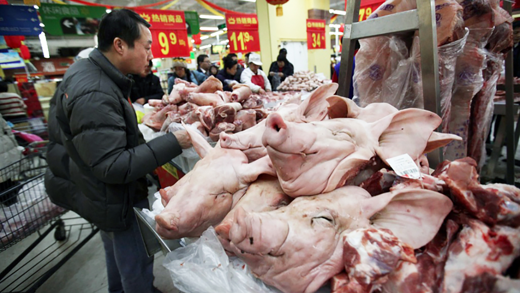 Niðurskurður svína í Kína samsvarar ársframleiðslu svínakjöts í Evrópu