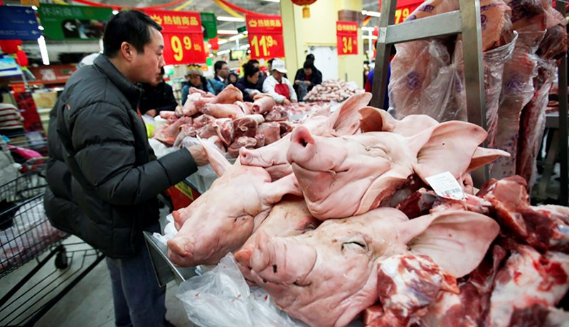 Niðurskurður svína í Kína samsvarar ársframleiðslu svínakjöts í Evrópu