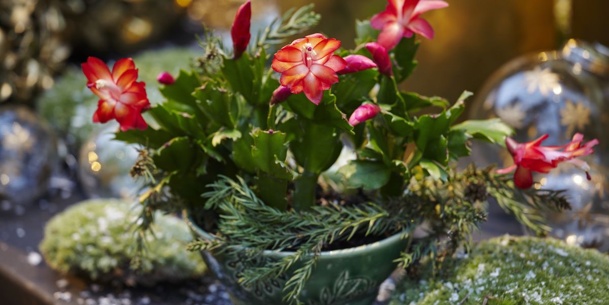 3 góðar fyrir jólin