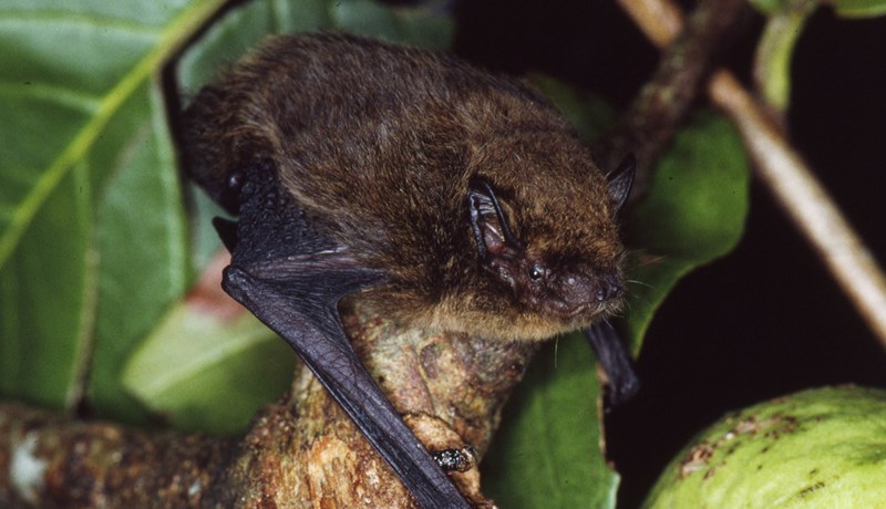 Askur og antilópur komin á lista yfir tegundir í útrýmingarhættu