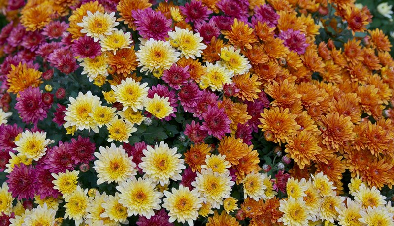 Krýsi - tryggðablóm - prestafífill