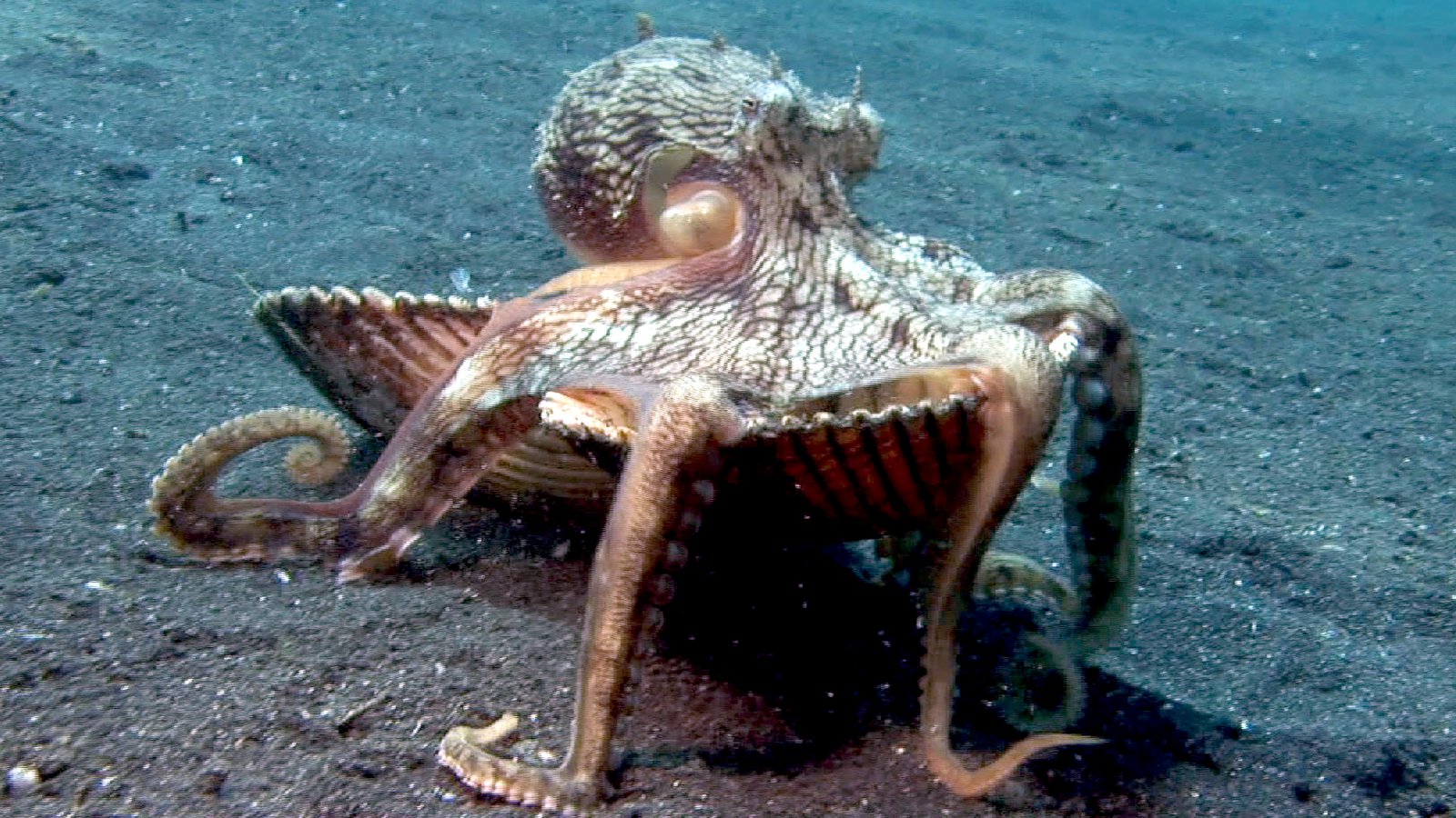 Kolkrabbar komu til jarðar sem egg utan úr geimnum