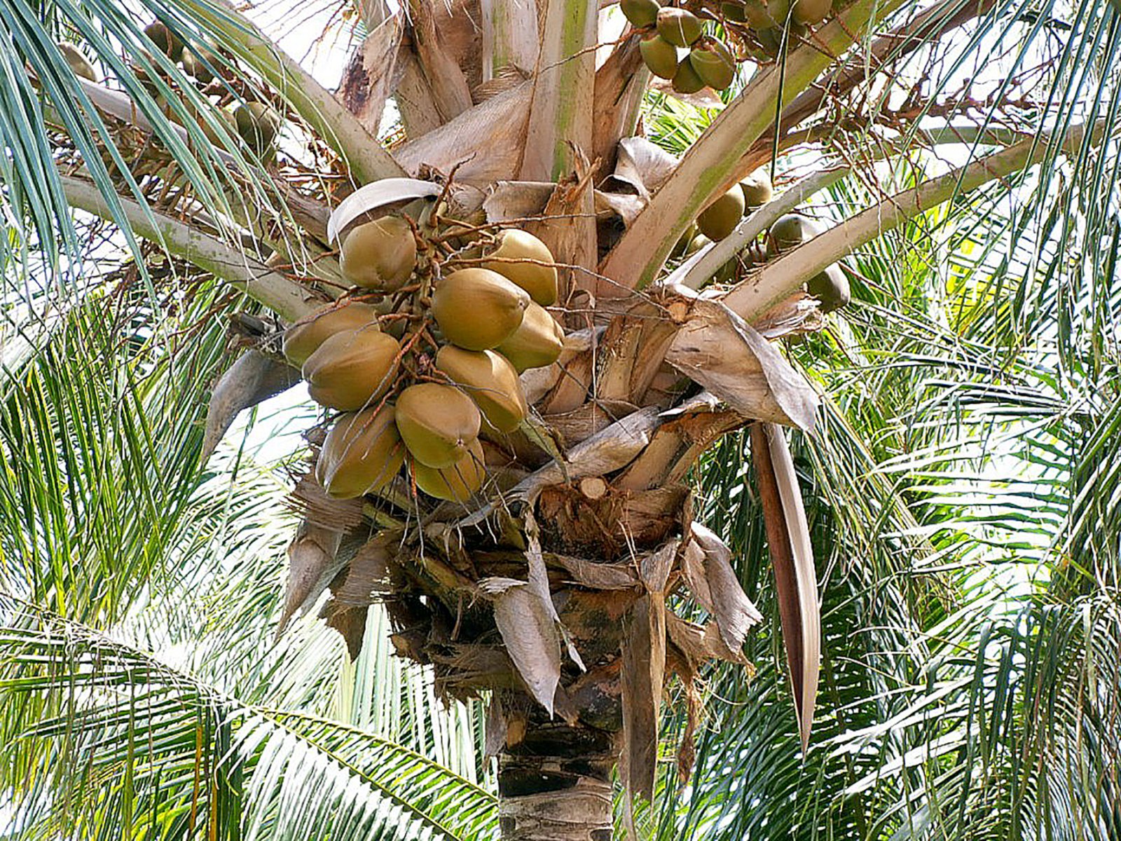 Verð á kókos upp úr öllu valdi