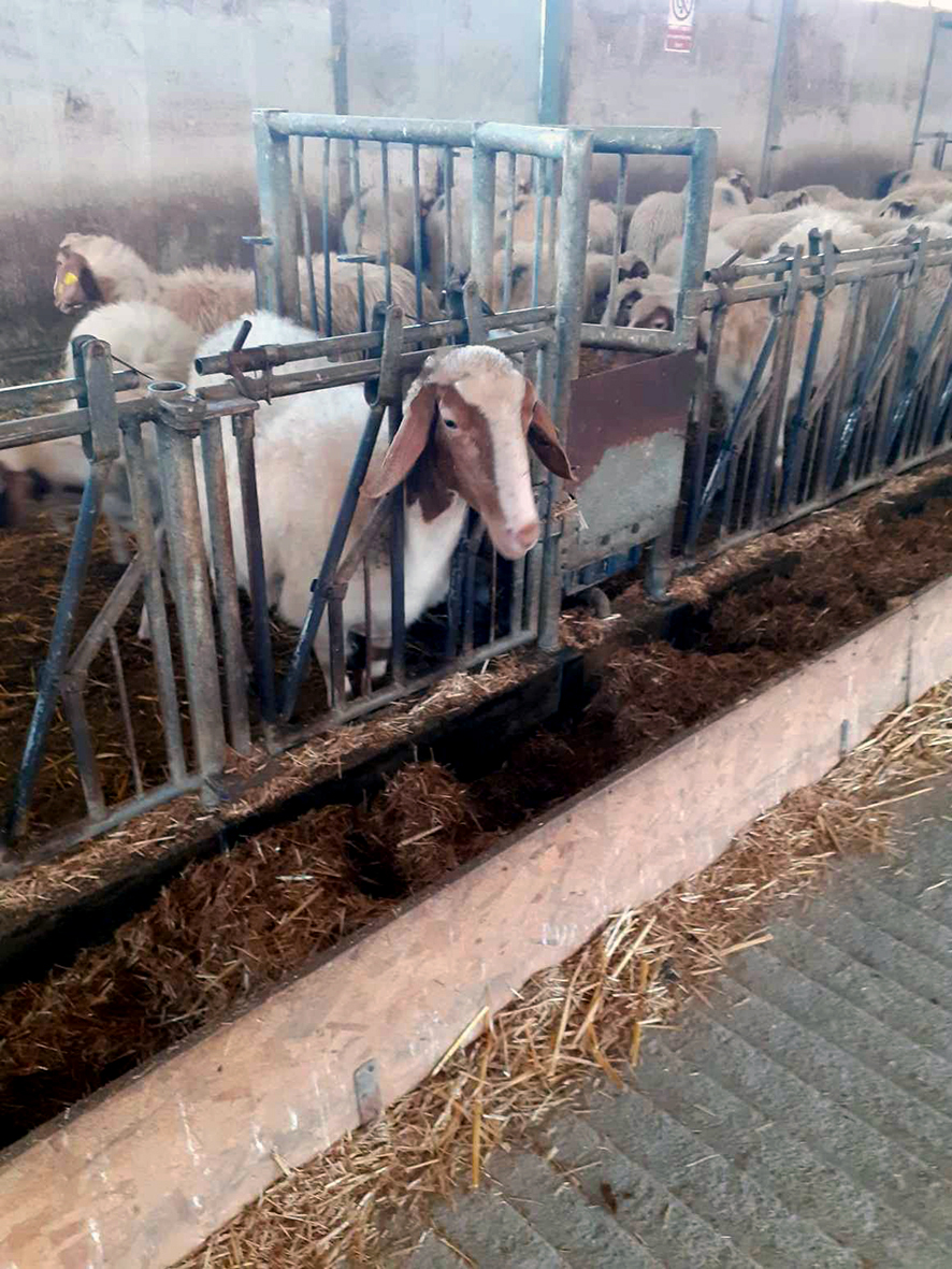 Af árlegri ráðstefnu evrópskra búfjárvísindamanna – Fyrsti hluti: Loftslagið