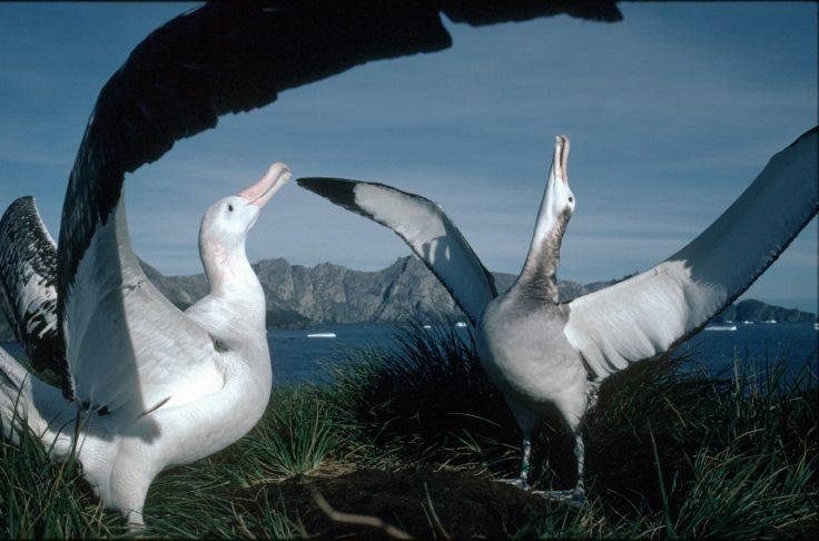 70 ára albatrosi