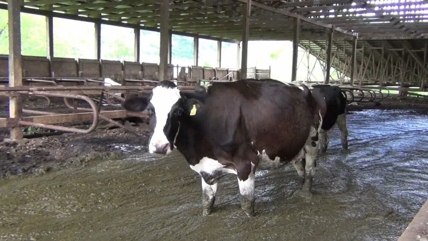 Sekt vegna mykjuleka