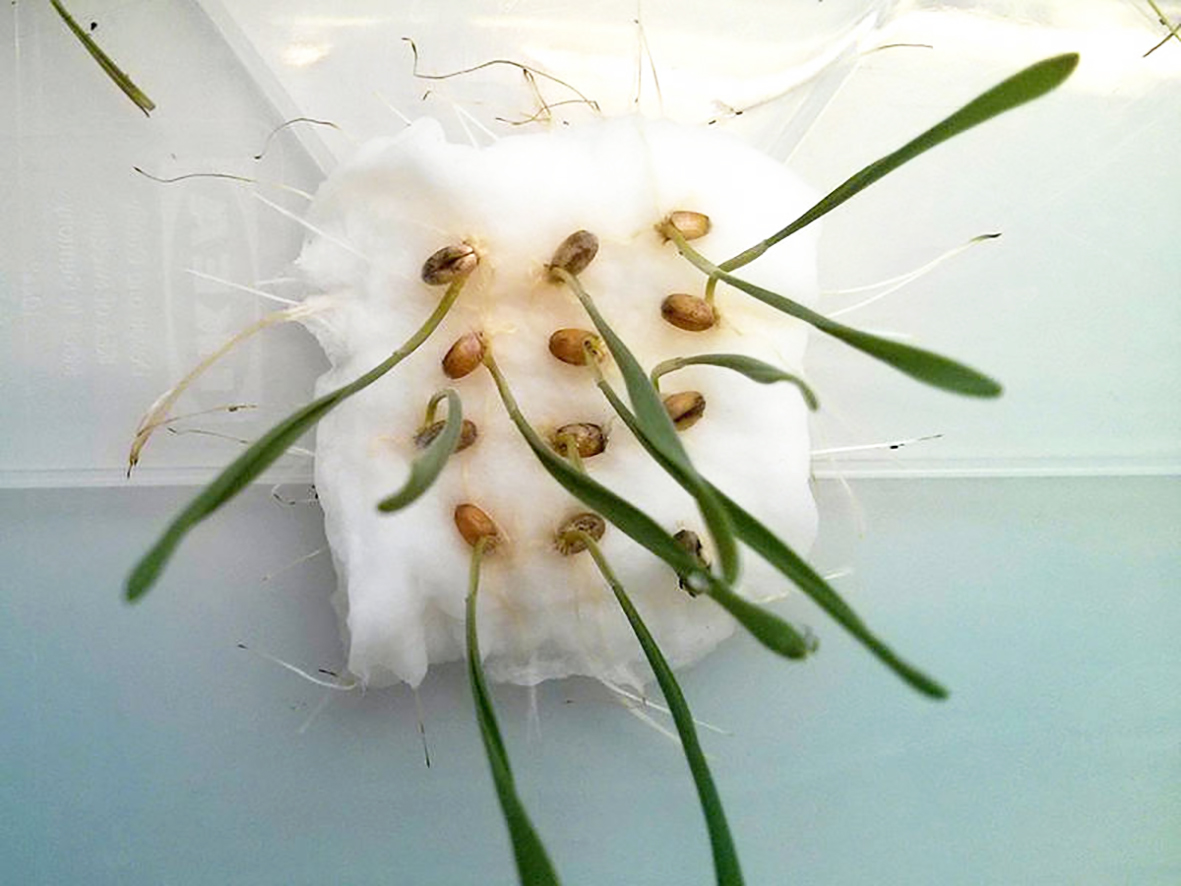 Vistvænt fyrirbyggjandi varnarefni fyrir landbúnað