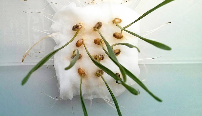 Vistvænt fyrirbyggjandi varnarefni fyrir landbúnað