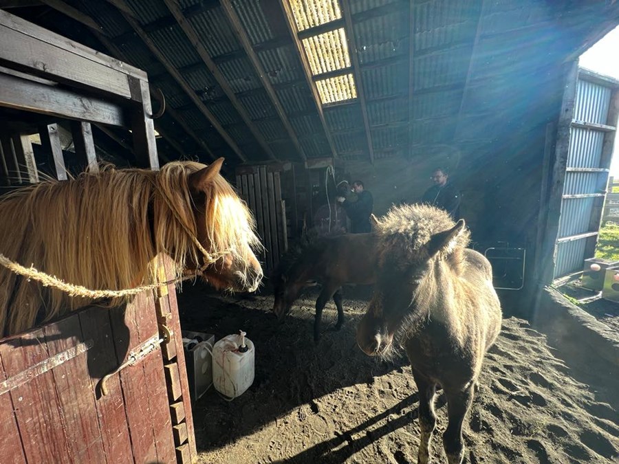 Ísteka stefnir ríkinu