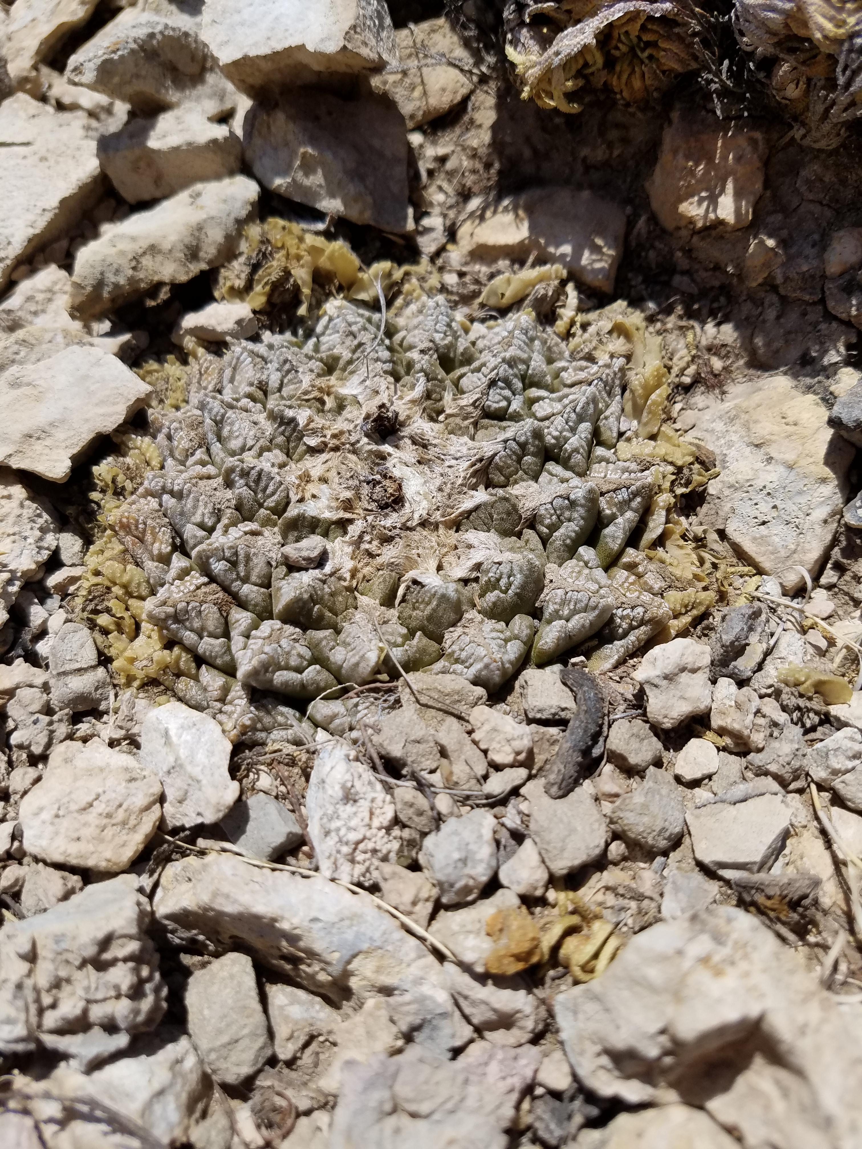 Stórtækir kaktusaþjófar