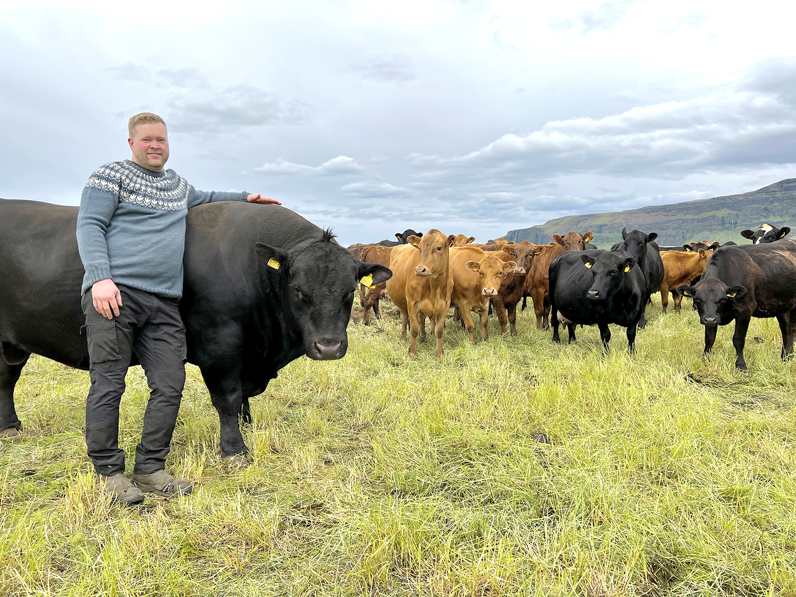 Niðurstöður skýrsluhaldsársins í nautakjötsframleiðslunni 2022