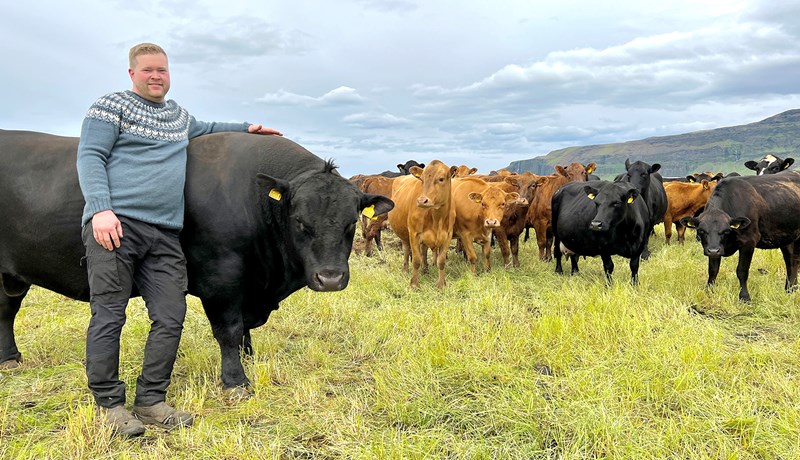 Niðurstöður skýrsluhaldsársins í nautakjötsframleiðslunni 2022