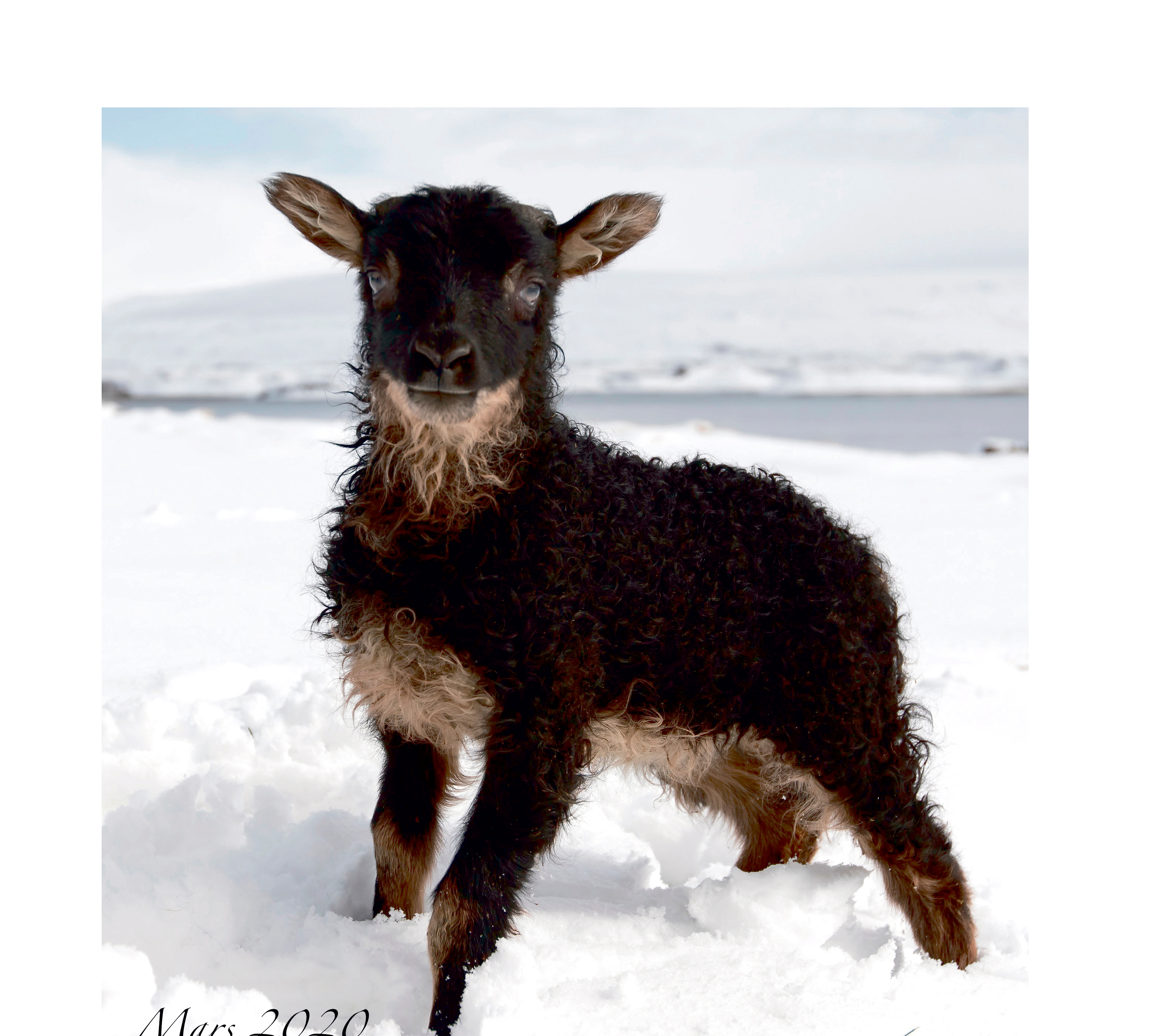 Lambadagatalið komið út í sjötta sinn