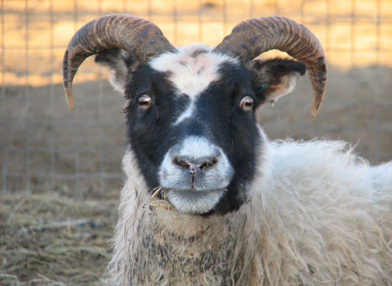 Dagur sauðkindarinnar