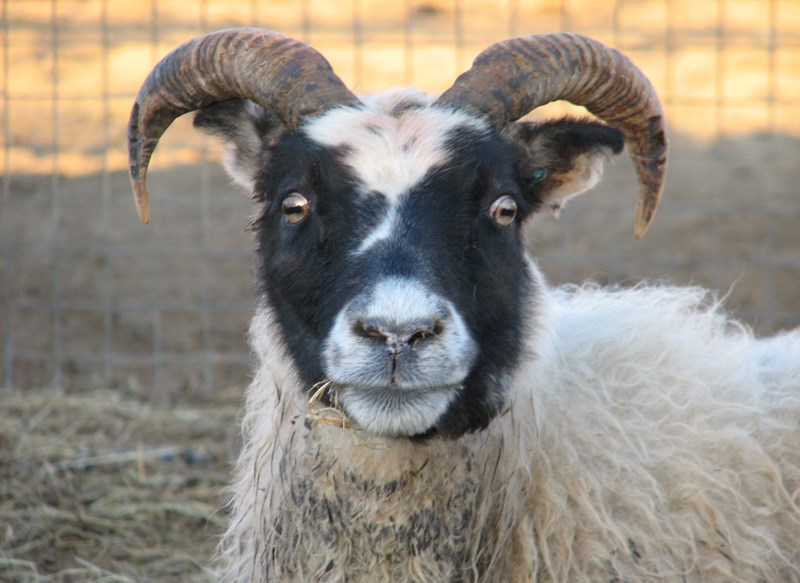 Allir eru velkomnir á Dag sauðkindarinnar, sem haldin verður hátíðlegur á Hvolsvelli laugardaginn 14. október.