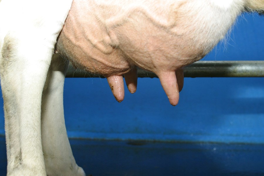 Geta örveruhimnur útskýrt háa frumutölu og þráláta júgurbólgu?